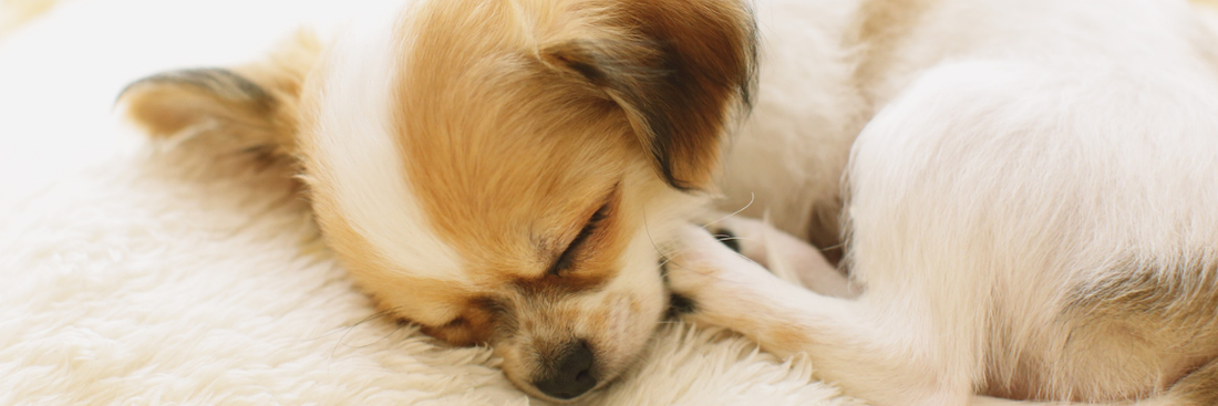 Common Chihuahua Health Issues and How to Prevent Them