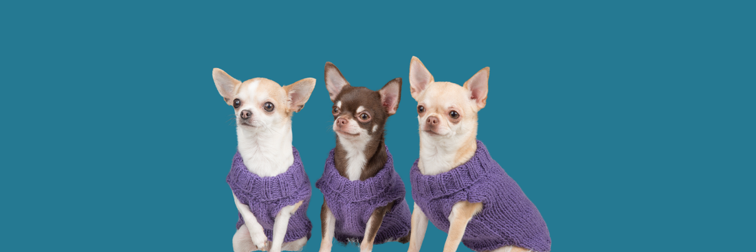 Discover the Charm of the Chihuahua