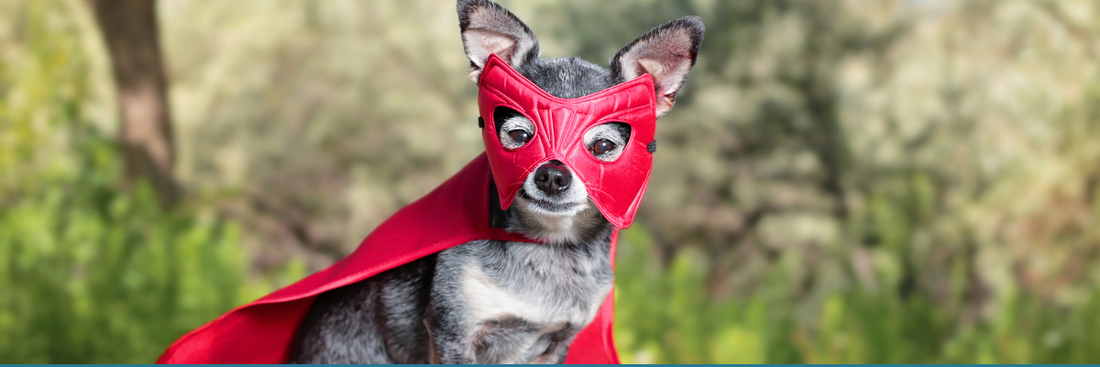 Fun Facts About Chihuahuas You Probably Didn’t Know