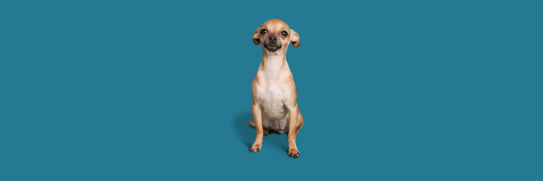 How to Care for a Chihuahua: Complete Guide