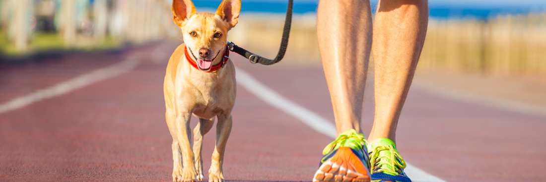 How to Train a Chihuahua: Tips for New Owners