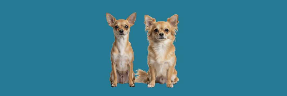 Long-Haired vs Short-Haired Chihuahua: Key Differences