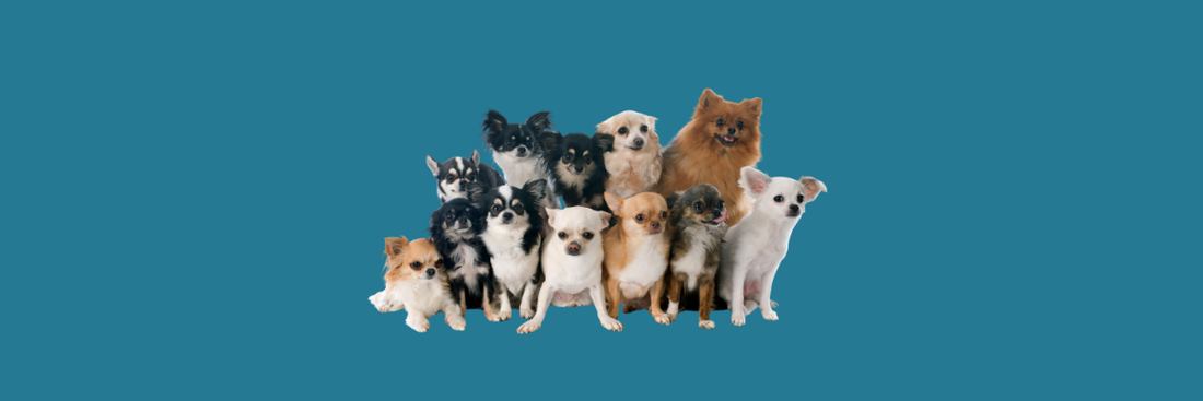 The History and Origin of the Chihuahua Breed