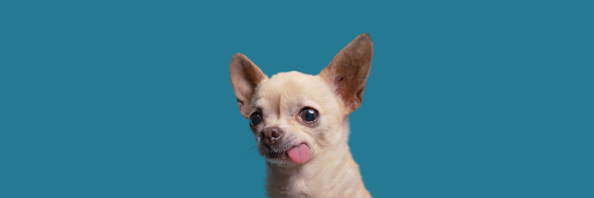 Top 10 Reasons Chihuahuas Make Amazing Pets
